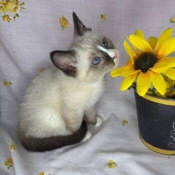 Siamese and Snowshoe Cats Available for Adoption in Mount Vernon, Illinois - Sierra Mist | PetCurious