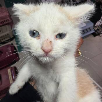 Manny -  Domestic Short Hair Cat for Adoption in Leander, Texas - Manny | PetCurious