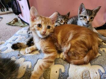 Domestic Short Hair Cats Available for Adoption in Wheaton, Illinois - Handsome Hayden | PetCurious