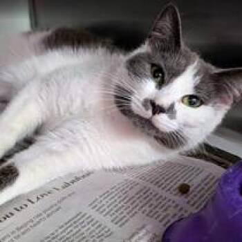 Josie -  Domestic Short Hair Cat for Adoption in Fairfax, Virginia - Josie | PetCurious