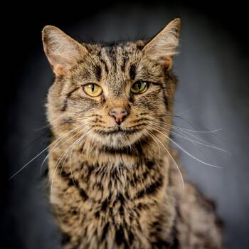 Domestic Short Hair Cats Available for Adoption in Herndon, Virginia - Cardamom | PetCurious
