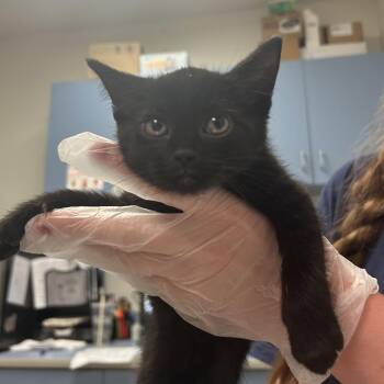 TATA -  Domestic Short Hair Cat for Adoption in Charleston, West Virginia - TATA | PetCurious