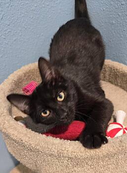 Trixie -  Domestic Short Hair Cat for Adoption in Vancouver, Washington - Trixie | PetCurious