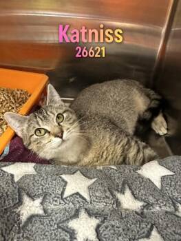 Katniss -  Domestic Short Hair Cat Available for Adoption in Oak Ridge, Tennessee - Katniss | PetCurious