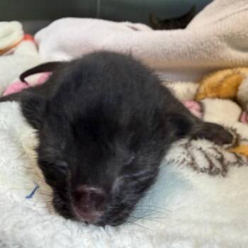 Wild Toe Beans -  Domestic Short Hair Cat for Adoption in Greensboro, North Carolina - Wild Toe Beans | PetCurious