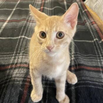 Harvey -  Domestic Short Hair Cat for Adoption in Santa Fe, Texas - Harvey | PetCurious