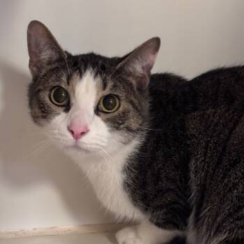 Rescue Domestic Short Hair Cats for Adoption in Middletown, Ohio - Jim | PetCurious