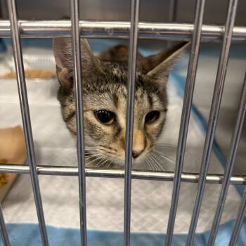 Precious -  Domestic Short Hair Cat for Adoption in Greensboro, North Carolina - Precious | PetCurious