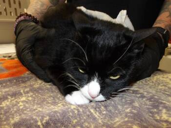 Domestic Short Hair Cats Available for Adoption in Santa Rosa, California - CHLOE | PetCurious