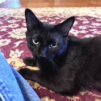 Dolores- in foster -  Domestic Short Hair Cat Available for Adoption in Morristown, Vermont - Dolores- In Foster | PetCurious