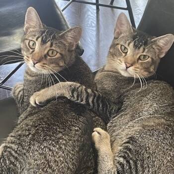 Rescue Domestic Short Hair Cats for Adoption in Chicago, Illinois - Charley (aka Wish) | PetCurious