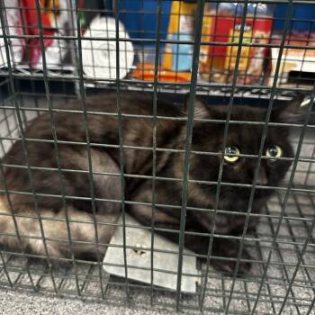 Grey Boy -  Domestic Medium Hair Cat for Adoption in Montgomery, Alabama - Grey Boy | PetCurious