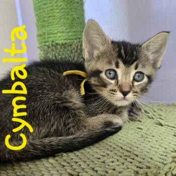 Cymbalta -  Domestic Short Hair Cat for Adoption in Lafayette, Colorado - Cymbalta | PetCurious