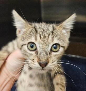 Joanne -  Domestic Short Hair Cat for Adoption in Disputanta, Virginia - Joanne | PetCurious