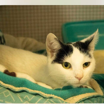 Rescue Domestic Short Hair Cats for Adoption in Toledo, Ohio - Mavis | PetCurious