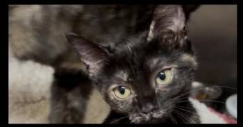 Latte -  Domestic Short Hair Cat for Adoption in Stockton, California - Latte | PetCurious