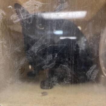 Callaway -  Domestic Short Hair Cat for Adoption in Philadelphia, Pennsylvania - Callaway | PetCurious