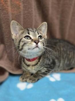 Rose -  Domestic Short Hair Cat for Adoption in Westland, Michigan - Rose | PetCurious
