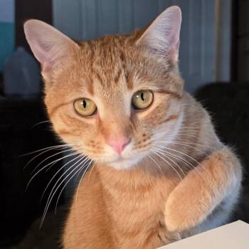 Domestic Short Hair Cats Available for Adoption - Billy The Kid | PetCurious