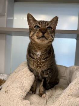 Chickie -  Domestic Short Hair Cat for Adoption in Atlanta, Georgia - Chickie | PetCurious