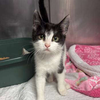 Chakra -  Domestic Short Hair Cat for Adoption in Chehalis, Washington - Chakra | PetCurious