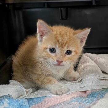 Jose -  Domestic Short Hair Cat for Adoption in Houston, Texas - Jose | PetCurious