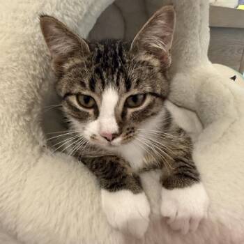 Onyx -  Domestic Short Hair Cat for Adoption in Bismarck, North Dakota - Onyx | PetCurious