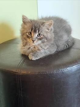 Domestic Medium Hair and Domestic Short Hair Cats Available for Adoption in Montreal, Quebec - Zinnia (FE-29, Collier Bleu) | PetCurious
