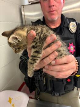 Bouillon -  Domestic Short Hair Cat for Adoption in Cincinnati, Ohio - Bouillon | PetCurious