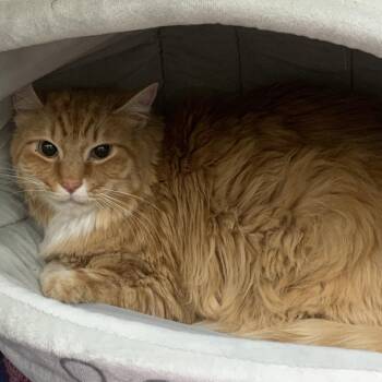 Domestic Long Hair Cats Available for Adoption - Sorin Roarin Noris Rex | PetCurious