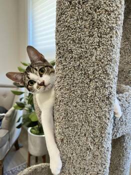 Domestic Short Hair Cats Available for Adoption - Azalea | PetCurious