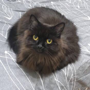 Rescue Domestic Long Hair and Domestic Short Hair Cats for Adoption - Lalo | PetCurious