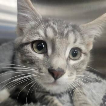 Sorbet -  Domestic Short Hair Cat for Adoption in Grantsville, Utah - Sorbet | PetCurious