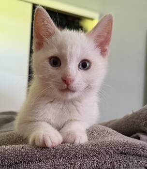 Kameko -  American Shorthair Cat for Adoption in Franklin, Ohio - Kameko | PetCurious
