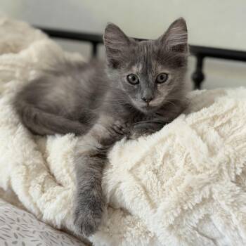 Peaches -  Domestic Medium Hair and Dilute Tortoiseshell Cat for Adoption in Fresno, California - Peaches | PetCurious