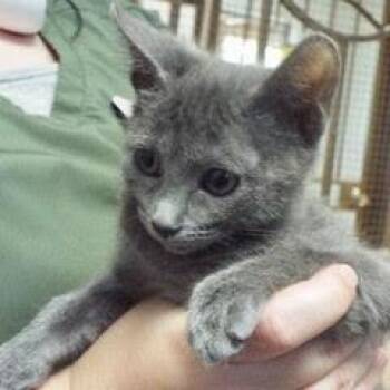 Rescue Domestic Short Hair Cats for Adoption in Green Valley, Arizona - Celsius | PetCurious