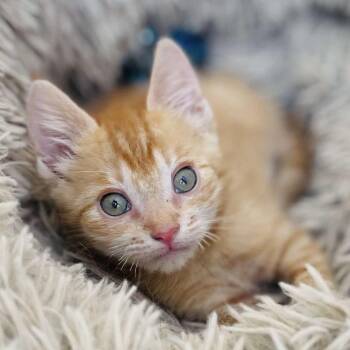 Arnie -  Domestic Short Hair Cat for Adoption in Cumming, Georgia - Arnie | PetCurious