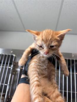 Domestic Short Hair Cats Available for Adoption in El Paso, Texas - 60869283 | PetCurious