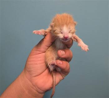 A659025 -  Domestic Short Hair Cat for Adoption in Houston, Texas - A659025 | PetCurious