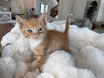 Cowboy -  Domestic Short Hair Cat for Adoption in St. Augustine, Florida - Cowboy | PetCurious