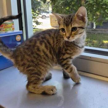 Meowsicles -  Domestic Short Hair Cat for Adoption in Davenport, Iowa - Meowsicles | PetCurious