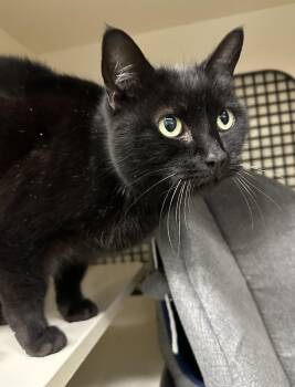Domestic Short Hair Cats Available for Adoption - Velvet | PetCurious