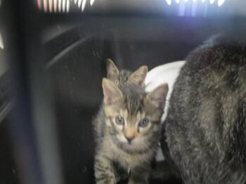 Domestic Short Hair Cats Available for Adoption in Ocala, Florida - KOSKA | PetCurious