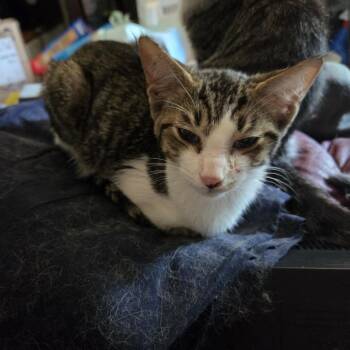 Jackson -  American Shorthair Cat for Adoption in Mount Vernon, Arkansas - Jackson | PetCurious