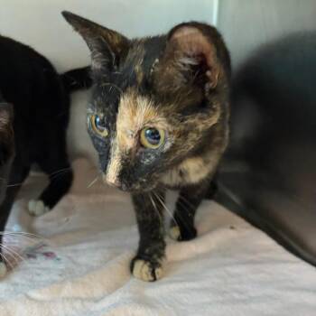 Pogo -  Domestic Short Hair Cat for Adoption in Council Bluffs, Iowa - Pogo | PetCurious