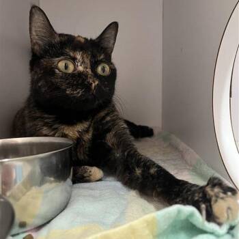 Domestic Short Hair Cats Available for Adoption - Annie Oakley | PetCurious