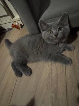 Domestic Short Hair Cats Available for Adoption - Olive | PetCurious