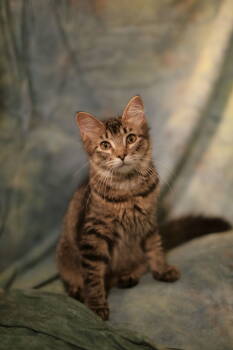 Cats for Adoption - Badkins (FeLV+) | PetCurious