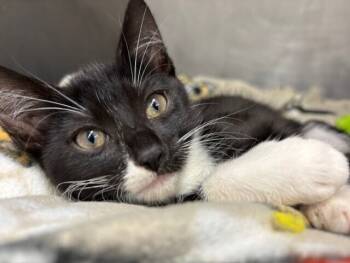 Rescue Domestic Short Hair Cats for Adoption in Stockton, California - Kitty Soft Paws | PetCurious