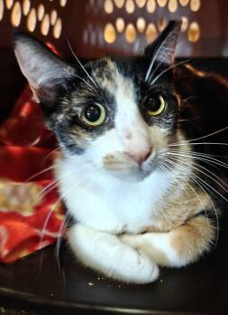Domestic Short Hair Cats Available for Adoption - Malin | PetCurious